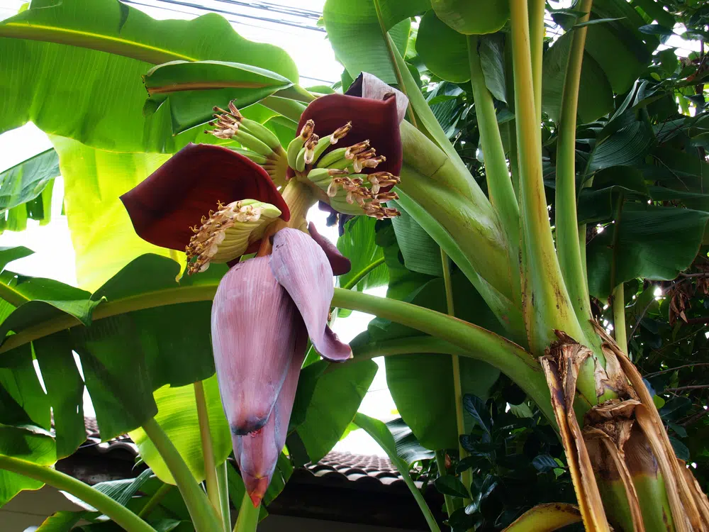 Banana Blossom On A Banana Tree