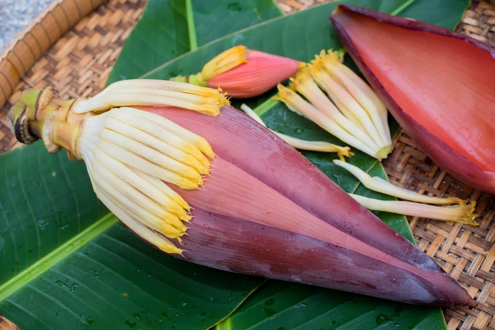 Is Banana Blossom Keto Friendly