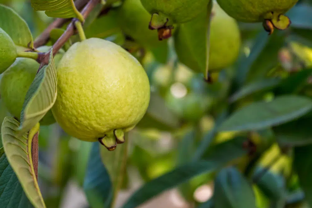 Ripe Guava On Guava Tree