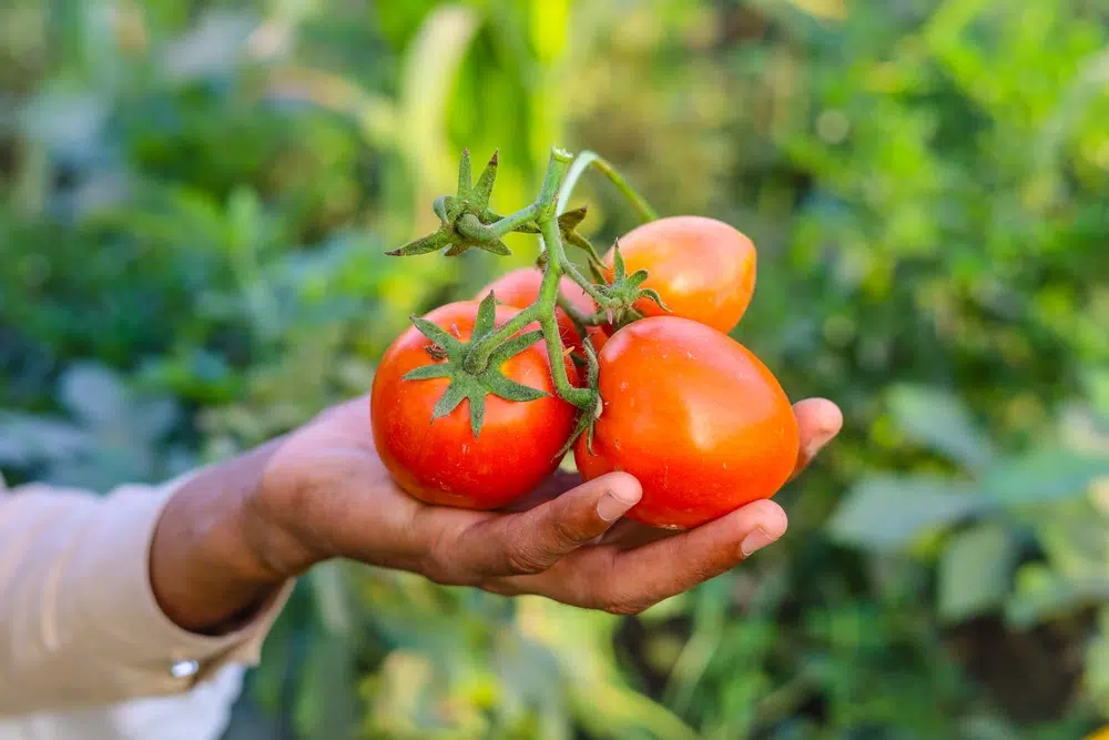 Close Up Of Bunch Of Red Tomatoes On Hand