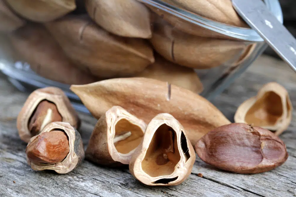 Opened Pili Nuts On A Wooden Table