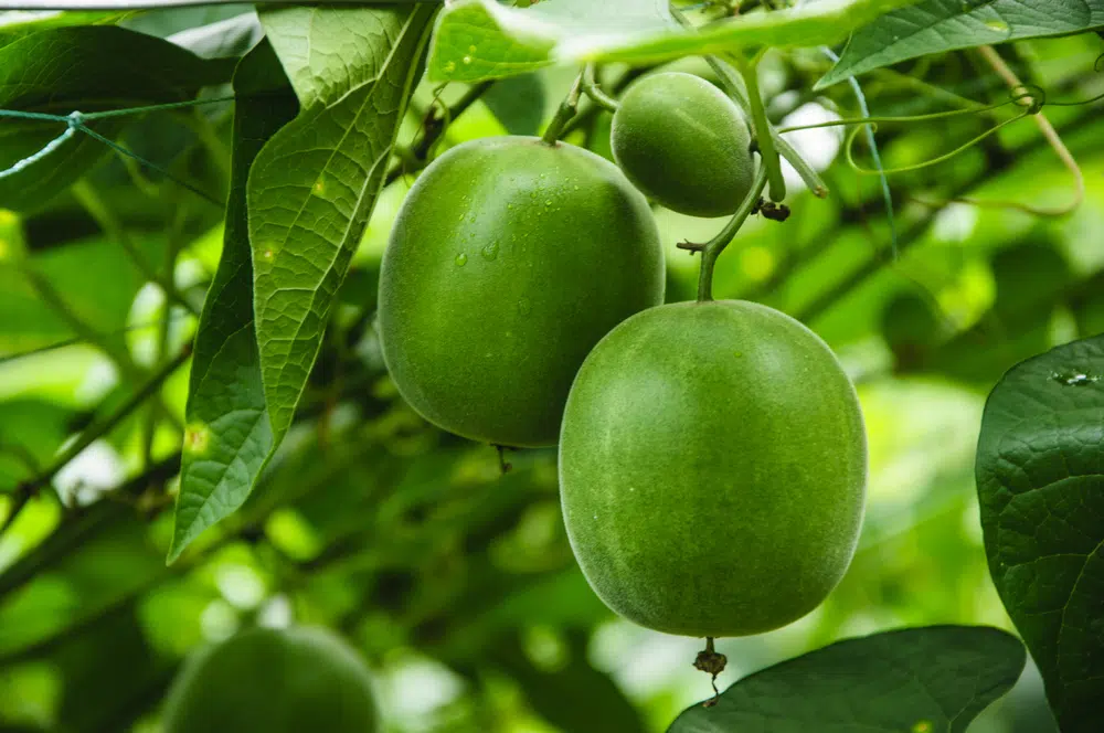 Monk Fruits On A Tree