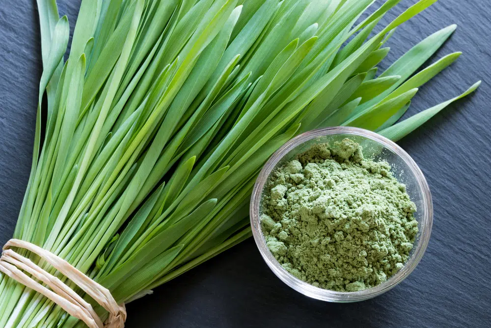 Fresh Young Barley Grass With Green Barley Grass Powder On A Dark Background